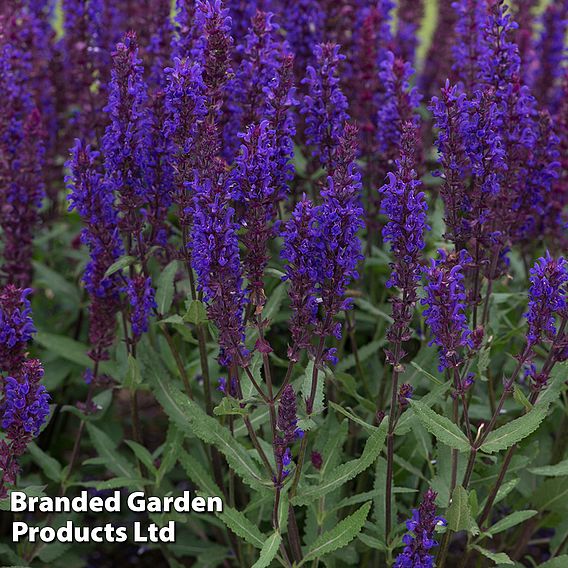 Best Value Rainbow Perennial Collection